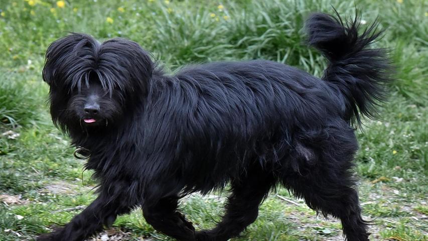 Mischlingshund Blacky ist ein 2016 geborener, kastrierter kleiner Rüde. Eigentlich ist er ein ganz lustiger, kleiner Kerl; allerdings versucht er auch manchmal seinen Willen durchzusetzen und bringt vehement zum Ausdruck wenn er etwas nicht mag wobei er auch schon mal seine Zähne zeigt.
