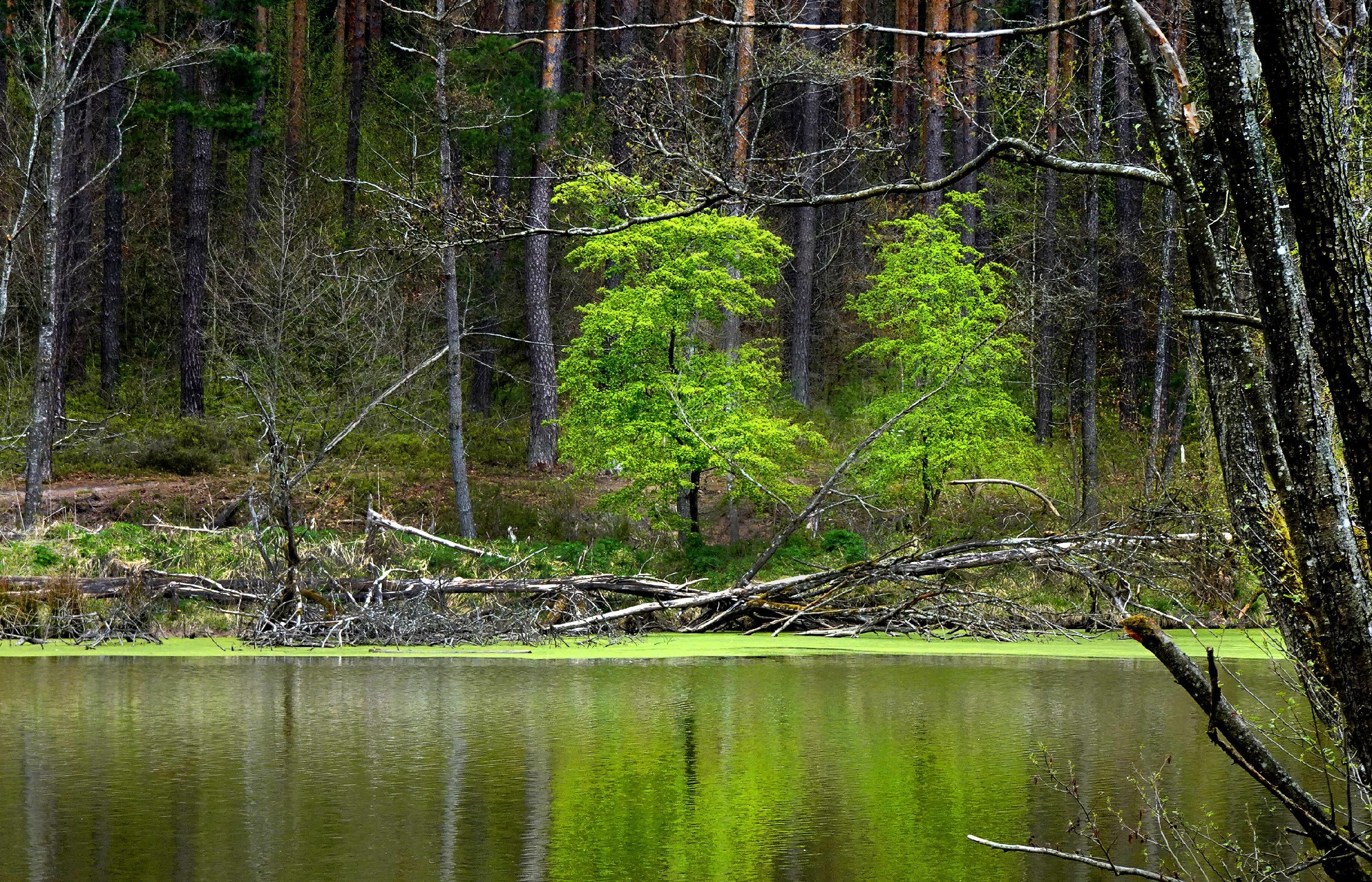 Ein bisschen wie Hänsel und Gretel: Ein leuchtend grünes Baum-Duo vor dem dunklen Waldhintergrund.