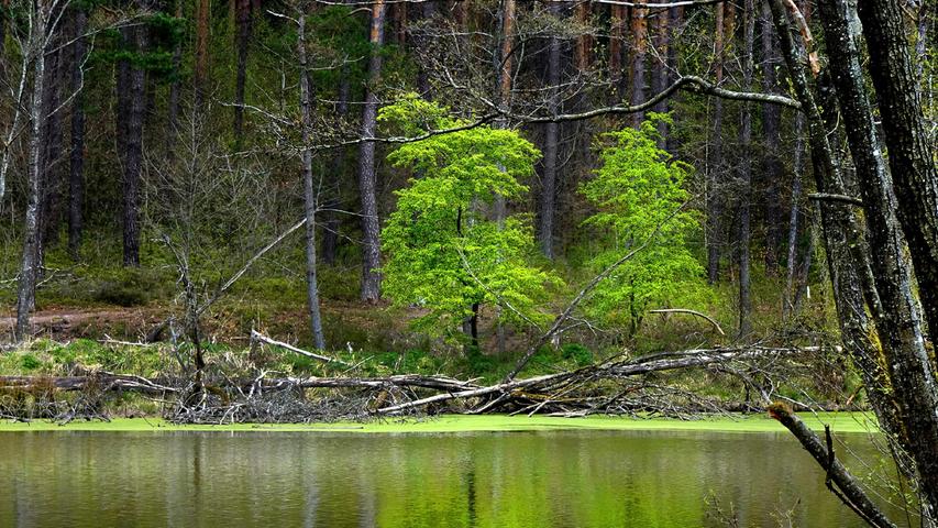Ein bisschen wie Hänsel und Gretel: Ein leuchtend grünes Baum-Duo vor dem dunklen Waldhintergrund.
