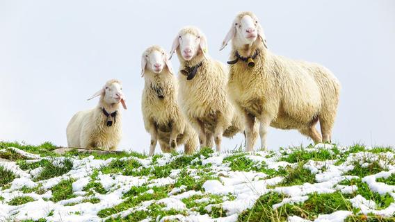 Schafskälte 2023: Datum, Bedeutung & Bauernregeln