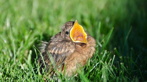 Eine Expertin rät: Das sollte man tun, wenn man ein Vogelküken im Garten findet