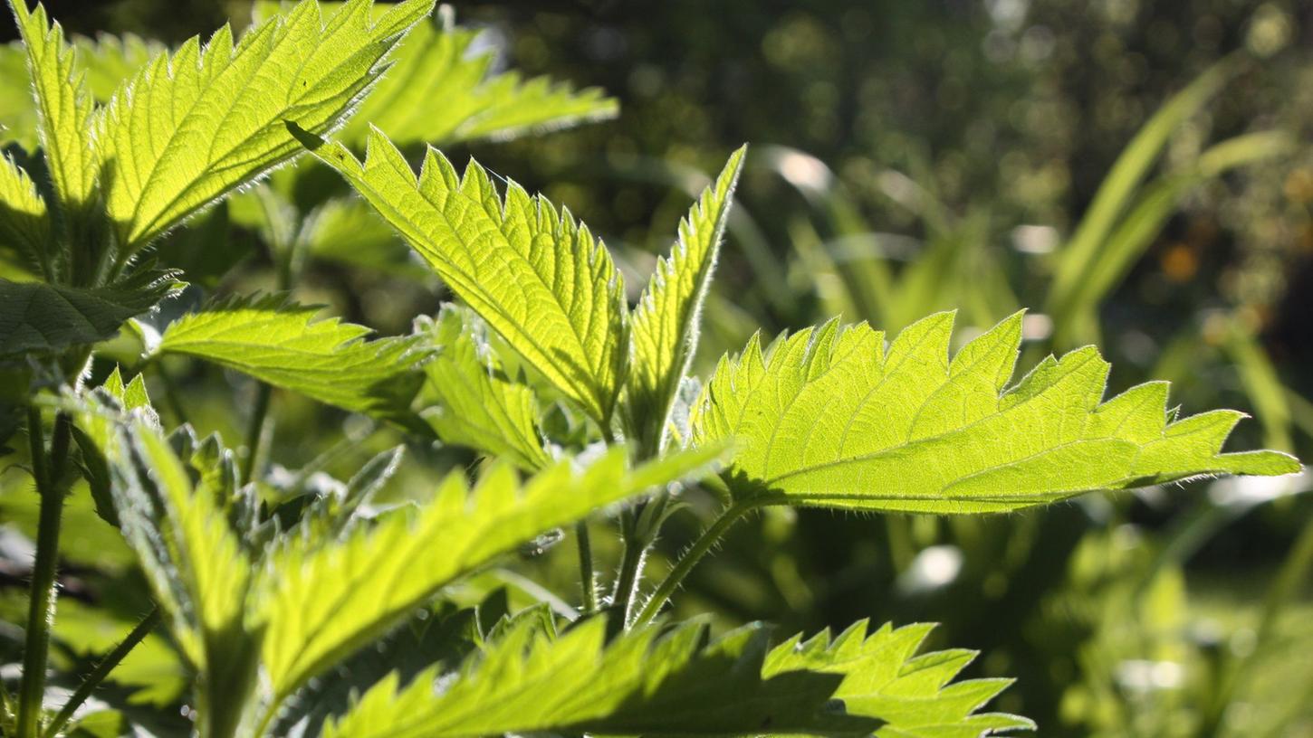 Zum Sammeln von Brennnesselpflanzen (Urtica) sollte man Handschuhe tragen, um sich nicht die Haut zu verbrennen. Die Blätter können nach dem Übergießen mit heißem Wasser beispielsweise wie Spinat zubereitet werden. Zum Sammeln von Brennnesselpflanzen (Urtica) sollte man Handschuhe tragen, um sich nicht die Haut zu verbrennen. Die Blätter können nach dem Übergießen mit heißem Wasser beispielsweise wie Spinat zubereitet werden.