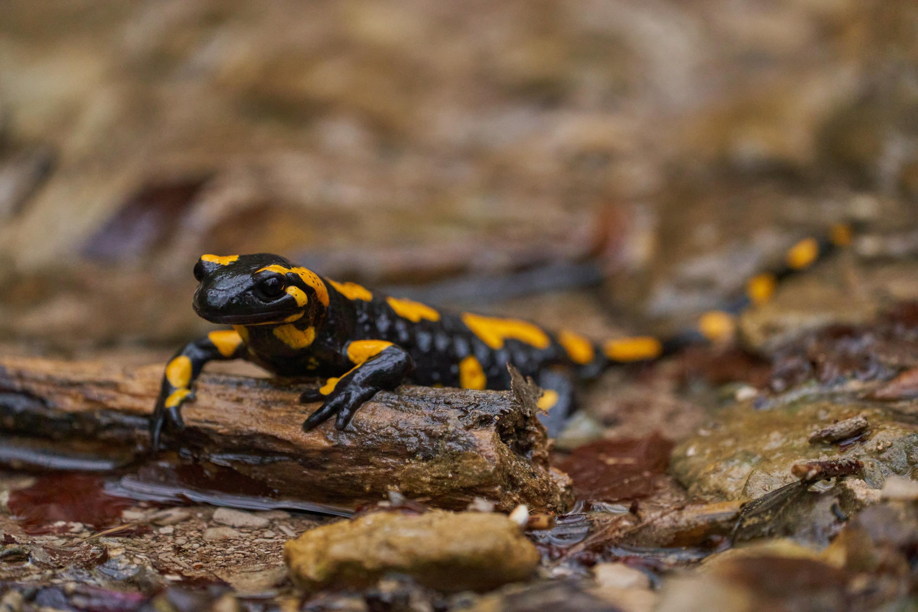 Gut getarnt: An einem verregneten Tag in der Fränkischen Schweiz zeigte sich dieser Feuersalamander an einem Waldbach.