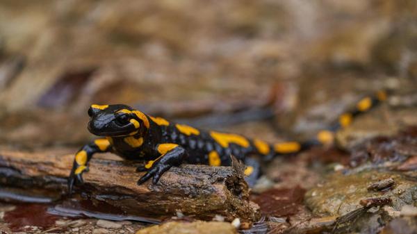Gut getarnt: An einem verregneten Tag in der Fränkischen Schweiz zeigte sich dieser Feuersalamander an einem Waldbach.