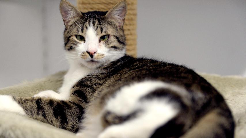 Der getigert-weiße Kater „Clarence“ möchte nun endlich ein neues Zuhause. „Clarence“ kam als Fundtier ins Tierheim und damals hatte er argen Schnupfen. Nachdem dieser fast auskuriert war, wurde festgestellt, dass der etwa ein Jahr alte Kater auch ein Roll-Lid hat. Dieses Roll-Lid wurde operativ korrigiert und damit ist „Clarence“ nun auch endlich seine Augenentzündung los und er kann, wenn auch etwas schielend, fröhlich in die Welt schauen. Sein neues Zuhause würde sich „Clarence“ etwa so vorstellen: Nette, liebevolle Familie, die genügend Zeit für ihn hat, verantwortungsbewusste, schon etwas größere Kinder, ein friedfertiger Katzenkumpel als Spielgefährte darf gerne schon vorhanden sein, ebenso ein verkehrsberuhigt gelegenes Häuschen im Grünen. Das Tierheim Neumarkt ist trotz der erfolgten Lockerungen noch immer bis auf Weiteres für Besucher, Gassigeher und Katzenstreichler geschlossen. Besuche und Tiervermittlungen können nur nach vorheriger telefonischer Terminvereinbarung stattfinden. Das Büro ist täglich (außer an Sonn- und Feiertagen) von 14.30 bis 17 Uhr unter der Telefonnummer (0 91 81) 2 28 62 erreichbar. In Notfällen und im Falle von Fundtieren ist das Tierheim ebenfalls unter dieser Telefonnummer erreichbar. Hier geht es zur Internet-Seite des Tierheims.
Der getigert-weiße Kater „Clarence“ möchte nun endlich ein neues Zuhause. „Clarence“ kam als Fundtier ins Tierheim und damals hatte er argen Schnupfen. Nachdem dieser fast auskuriert war, wurde festgestellt, dass der etwa ein Jahr alte Kater auch ein Roll-Lid hat. Dieses Roll-Lid wurde operativ korrigiert und damit ist „Clarence“ nun auch endlich seine Augenentzündung los und er kann, wenn auch etwas schielend, fröhlich in die Welt schauen. Sein neues Zuhause würde sich „Clarence“ etwa so vorstellen: Nette, liebevolle Familie, die genügend Zeit für ihn hat, verantwortungsbewusste, schon etwas größere Kinder, ein friedfertiger Katzenkumpel als Spielgefährte darf gerne schon vorhanden sein, ebenso ein verkehrsberuhigt gelegenes Häuschen im Grünen. Das Tierheim Neumarkt ist trotz der erfolgten Lockerungen noch immer bis auf Weiteres für Besucher, Gassigeher und Katzenstreichler geschlossen. Besuche und Tiervermittlungen können nur nach vorheriger telefonischer Terminvereinbarung stattfinden. Das Büro ist täglich (außer an Sonn- und Feiertagen) von 14.30 bis 17 Uhr unter der Telefonnummer (0 91 81) 2 28 62 erreichbar. In Notfällen und im Falle von Fundtieren ist das Tierheim ebenfalls unter dieser Telefonnummer erreichbar. Hier geht es zur Internet-Seite des Tierheims.