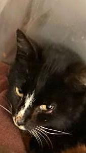 In der vergangenen Woche wurde an der B 299, nahe der Abzweigung nach Laaber (bei Pilach), diese schwarz-weiße Katze mit dem weißen Strich von der Nase zur Stirn gefunden. Wo wird diese Katze vermisst? Das Tierheim Neumarkt ist trotz der erfolgten Lockerungen noch immer bis auf Weiteres für Besucher, Gassigeher und Katzenstreichler geschlossen. Besuche und Tiervermittlungen können nur nach vorheriger telefonischer Terminvereinbarung stattfinden. Das Büro ist täglich (außer an Sonn- und Feiertagen) von 14.30 bis 17 Uhr unter der Telefonnummer (0 91 81) 2 28 62 erreichbar. In Notfällen und im Falle von Fundtieren ist das Tierheim ebenfalls unter dieser Telefonnummer erreichbar. Hier geht es zur Internet-Seite des Tierheims.
In der vergangenen Woche wurde an der B 299, nahe der Abzweigung nach Laaber (bei Pilach), diese schwarz-weiße Katze mit dem weißen Strich von der Nase zur Stirn gefunden. Wo wird diese Katze vermisst? Das Tierheim Neumarkt ist trotz der erfolgten Lockerungen noch immer bis auf Weiteres für Besucher, Gassigeher und Katzenstreichler geschlossen. Besuche und Tiervermittlungen können nur nach vorheriger telefonischer Terminvereinbarung stattfinden. Das Büro ist täglich (außer an Sonn- und Feiertagen) von 14.30 bis 17 Uhr unter der Telefonnummer (0 91 81) 2 28 62 erreichbar. In Notfällen und im Falle von Fundtieren ist das Tierheim ebenfalls unter dieser Telefonnummer erreichbar. Hier geht es zur Internet-Seite des Tierheims.