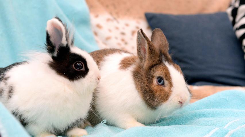 Die beiden Kaninchenbrüder „Monty“ und „Moritz“ sitzen schon auf ihren gepackten Köfferchen, bereit zum Start in ein neues, schönes, gemeinsames und artgerechtes Leben. Der braun-weiße „Monty“ und der schwarz-weiße „Moritz“ wurden etwa Anfang Januar 2022 geboren und beide wurden erst kürzlich kastriert, damit der Friede unter den Brüdern erhalten bleibt und Macho-Gehabe gar nicht erst aufkommt. Die Kaninchen sind sehr neugierig und zutraulich. Obwohl die Kaninchenbuben nicht sehr groß sind, darf auch bei so kleinen Tieren der Platzbedarf und der Bewegungsdrang nicht unterschätzt werden. Die Kaninchen sollten also genügend Platz zum Herumhoppeln zur Verfügung haben. Das Tierheim Neumarkt ist trotz der erfolgten Lockerungen noch immer bis auf Weiteres für Besucher, Gassigeher und Katzenstreichler geschlossen. Besuche und Tiervermittlungen können nur nach vorheriger telefonischer Terminvereinbarung stattfinden. Das Büro ist täglich (außer an Sonn- und Feiertagen) von 14.30 bis 17 Uhr unter der Telefonnummer (0 91 81) 2 28 62 erreichbar. In Notfällen und im Falle von Fundtieren ist das Tierheim ebenfalls unter dieser Telefonnummer erreichbar. Hier geht es zur Internet-Seite des Tierheims.
Die beiden Kaninchenbrüder „Monty“ und „Moritz“ sitzen schon auf ihren gepackten Köfferchen, bereit zum Start in ein neues, schönes, gemeinsames und artgerechtes Leben. Der braun-weiße „Monty“ und der schwarz-weiße „Moritz“ wurden etwa Anfang Januar 2022 geboren und beide wurden erst kürzlich kastriert, damit der Friede unter den Brüdern erhalten bleibt und Macho-Gehabe gar nicht erst aufkommt. Die Kaninchen sind sehr neugierig und zutraulich. Obwohl die Kaninchenbuben nicht sehr groß sind, darf auch bei so kleinen Tieren der Platzbedarf und der Bewegungsdrang nicht unterschätzt werden. Die Kaninchen sollten also genügend Platz zum Herumhoppeln zur Verfügung haben. Das Tierheim Neumarkt ist trotz der erfolgten Lockerungen noch immer bis auf Weiteres für Besucher, Gassigeher und Katzenstreichler geschlossen. Besuche und Tiervermittlungen können nur nach vorheriger telefonischer Terminvereinbarung stattfinden. Das Büro ist täglich (außer an Sonn- und Feiertagen) von 14.30 bis 17 Uhr unter der Telefonnummer (0 91 81) 2 28 62 erreichbar. In Notfällen und im Falle von Fundtieren ist das Tierheim ebenfalls unter dieser Telefonnummer erreichbar. Hier geht es zur Internet-Seite des Tierheims.
