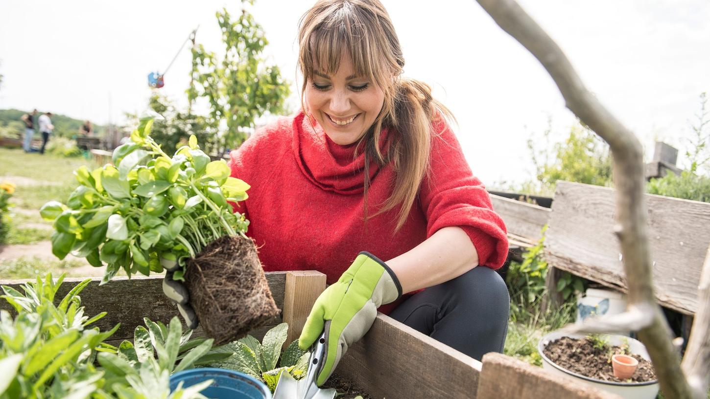 Rückenschmerzen bei der Gartenarbeit lassen sich gut vermeiden, wenn man zwischen verschiedenen Tätigkeiten wechselt und sich nicht zu lange bückt.