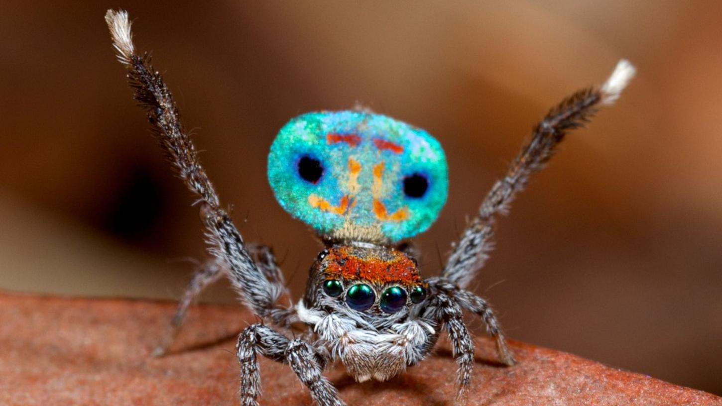 Eine männliche Pfauenspinne, Maratus amabilis, hebt die Beine und sein gemustertes Hinterleib beim Balz nach oben. Eine männliche Pfauenspinne, Maratus amabilis, hebt die Beine und sein gemustertes Hinterleib beim Balz nach oben.