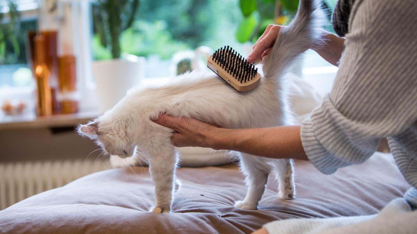 Der Fellwechsel bei Vierbeinern ist keine kurze Angelegenheit, sondern zieht sich über Wochen hin. Dann sollte die Katze täglich gebürstet werden. Der Fellwechsel bei Vierbeinern ist keine kurze Angelegenheit, sondern zieht sich über Wochen hin. Dann sollte die Katze täglich gebürstet werden.