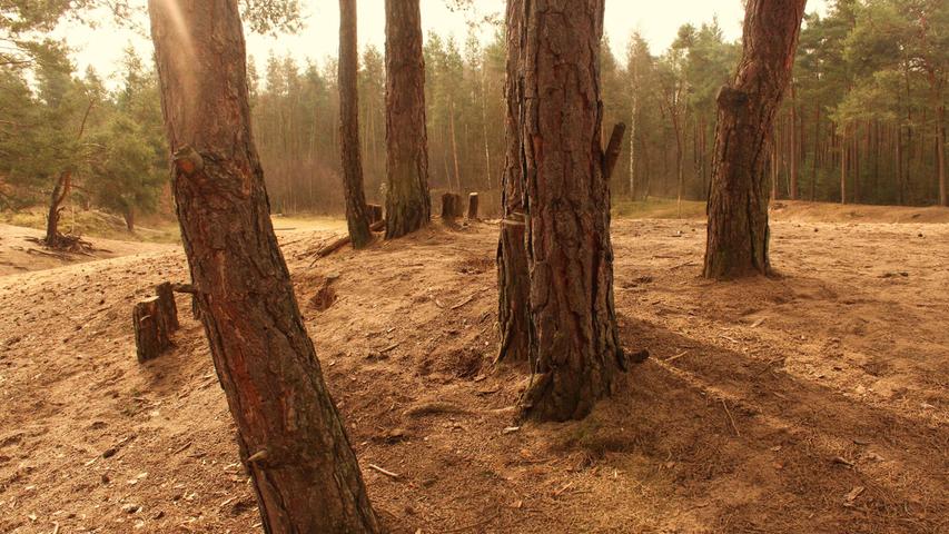 You feel almost Mediterranean vibes: the sand dunes in the forest near Erlenstegen are something special. If the club could be promoted, that would be something special as well. You feel almost Mediterranean vibes: the sand dunes in the forest near Erlenstegen are something special. If the club could be promoted, that would be something special as well.