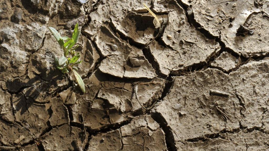 Die Trockenheit der letzten Monate hat Spuren hinterlassen. Die Trockenheit der letzten Monate hat Spuren hinterlassen.