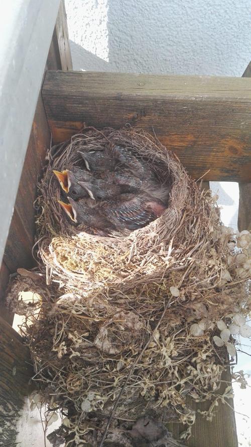 Eine Amselmutti hat sich das Balkongeländer als Nest für ihre vier Eier ausgesucht. Hier das Ergebnis – drei muntere und ein müdes Küken.