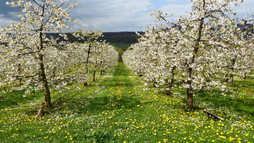 Dieser wunderschöne Kirschgarten liegt am Fuß des Walberla. Endlich Frühling!
