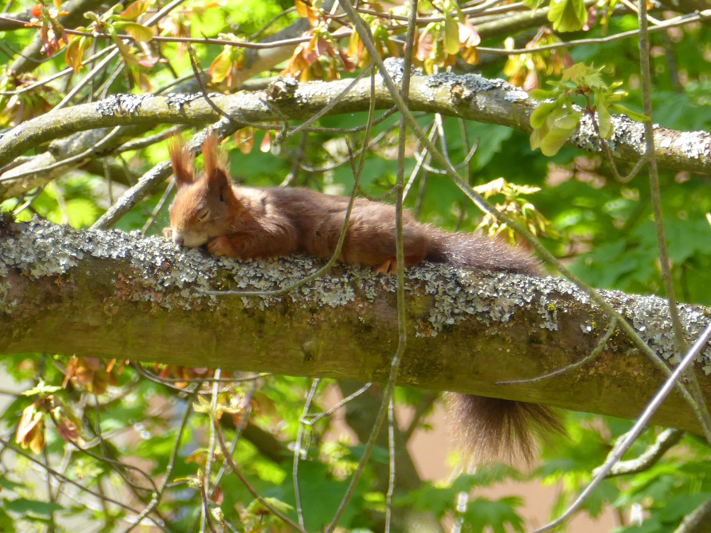 Erst hat sich das Eichhörnchen den Bauch mit Ahornknospen vollgeschlagen. Dann hat es die Frühjahrsmüdigkeit übermannt.
