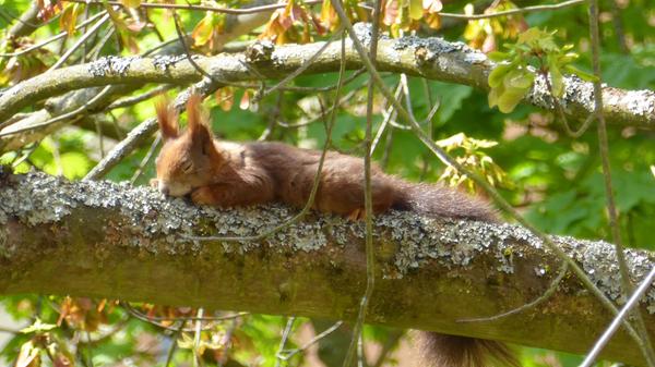 Erst hat sich das Eichhörnchen den Bauch mit Ahornknospen vollgeschlagen. Dann hat es die Frühjahrsmüdigkeit übermannt.