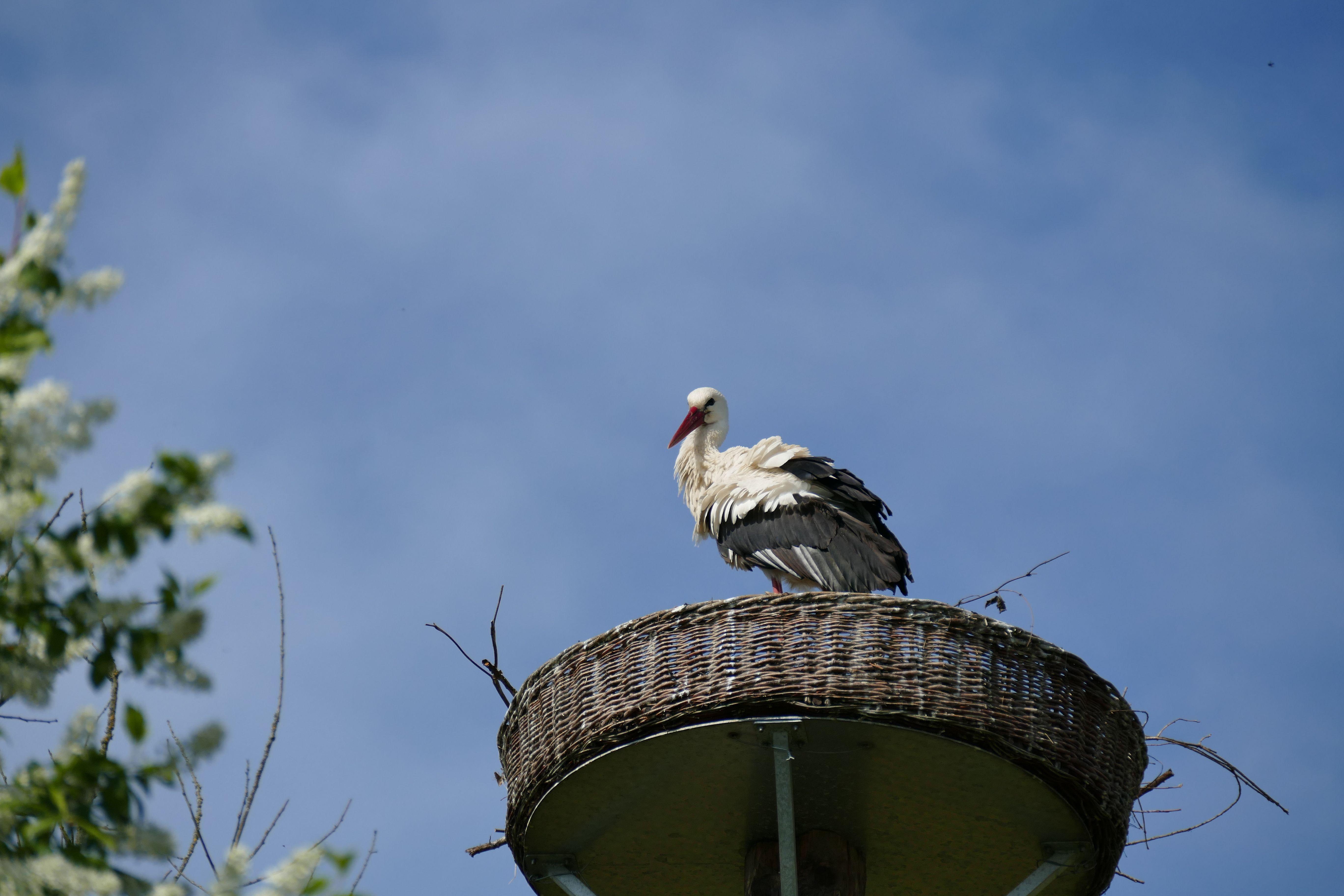 Storch_Kunsthorst_4_2022.jpg