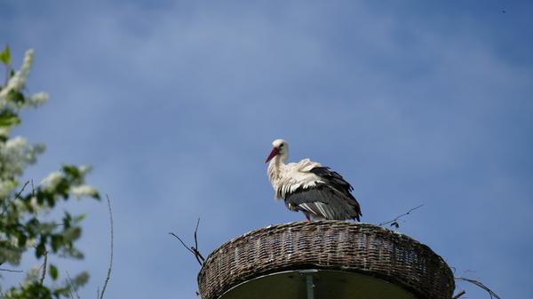 Storch_Kunsthorst_4_2022.jpg