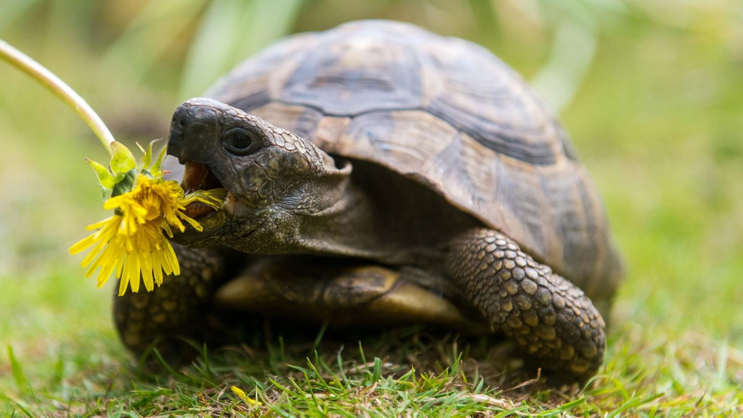Landschildkröten brauchen Wildkräuter wie Löwenzahn, um gesund zu bleiben. Landschildkröten brauchen Wildkräuter wie Löwenzahn, um gesund zu bleiben.
