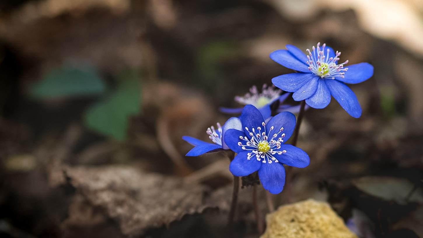 Die Leberblümchen hat Frieda Aich im Lenzrosenwald bei Hohenstadt aufgenommen, Die Leberblümchen hat Frieda Aich im Lenzrosenwald bei Hohenstadt aufgenommen,