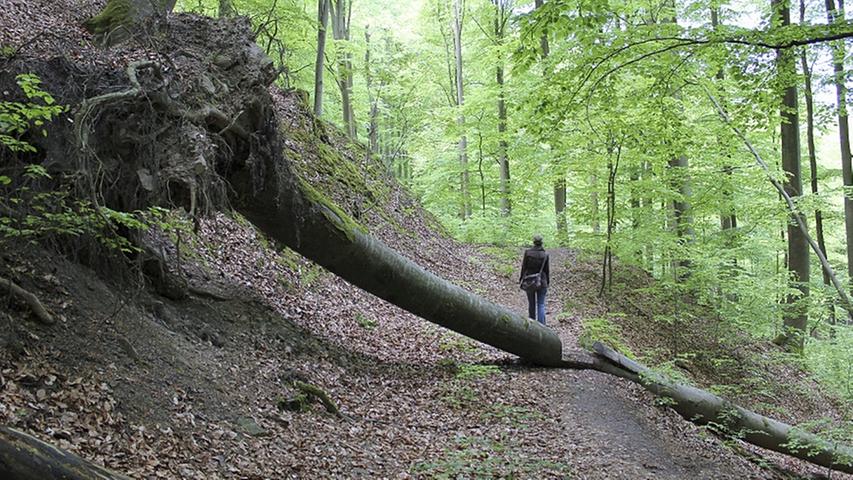 Weit über eine Million Menschen wanderten 2011 durch den Steigerwald - und gut 1,7 Millionen blieben über Nacht.