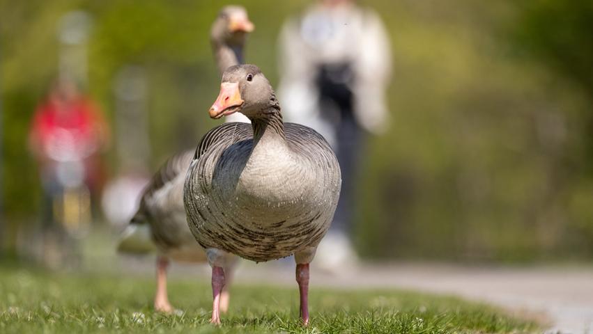 Lästige Häufchen oder "halt Natur"? So arrangieren sich Gans und Mensch am Rothsee Lästige Häufchen oder "halt Natur"? So arrangieren sich Gans und Mensch am Rothsee
