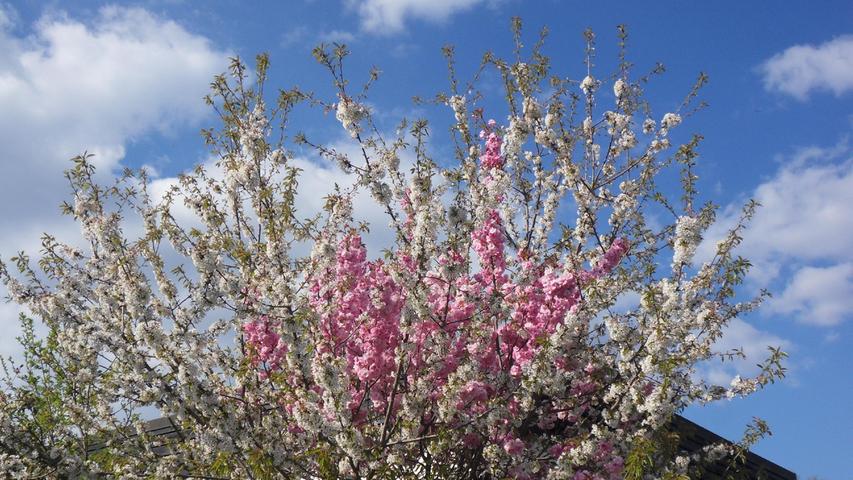 Doppelt hält besser: Die meisten der Zweige des Baums blühen weiß, aber er hat auch viele Zweige, die rosa blühen. Eine Kapriole der Natur? Vielleicht eine Anpassung für "farbenblinde" Bienen? Entweder weiß oder rosa werden sie vielleicht schon sehen.
