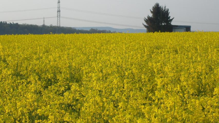 Die Nürnberger haben ihre "Blaue Nacht". Das Nürnberger-Land die "Gelben Felder".