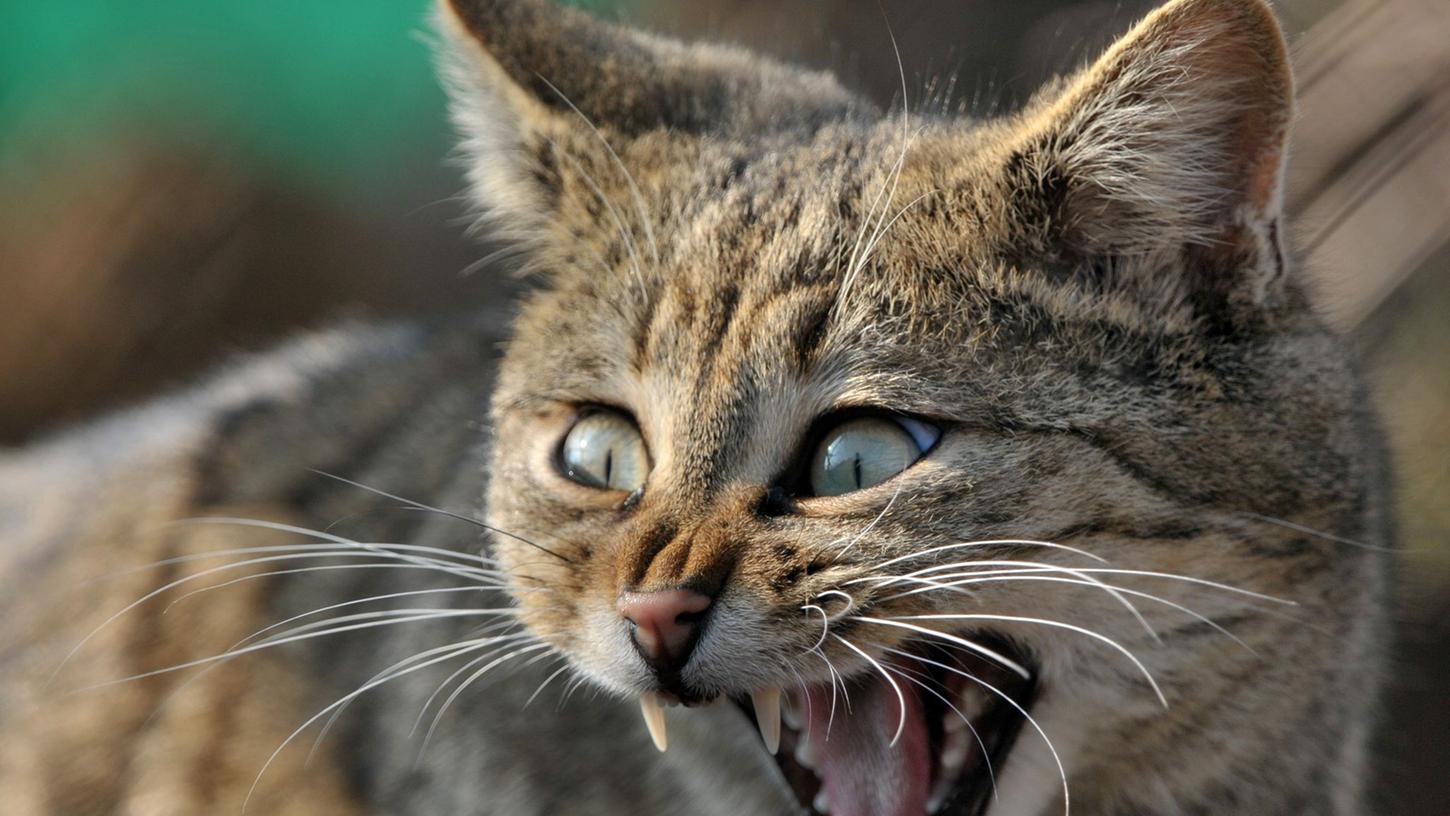 Eine gut gelaunte Wildkatze. Wer die Tiere zufällig entdeckt, sollte jede Fürsorge vermeiden. Eine gut gelaunte Wildkatze. Wer die Tiere zufällig entdeckt, sollte jede Fürsorge vermeiden.