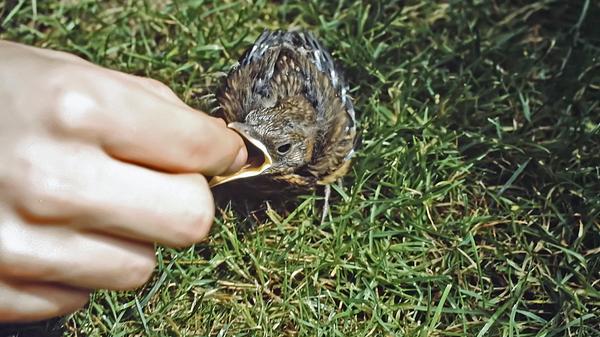 Eines Morgens entdeckten wir in einem Beet ein Amselchen, das aus dem Nest gefallen war und sich ängstlich versteckte.