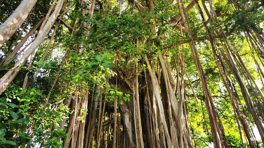 Ein Banyan-Baum ( Ficus benghalensis ) auf der Insel Kuramathi.