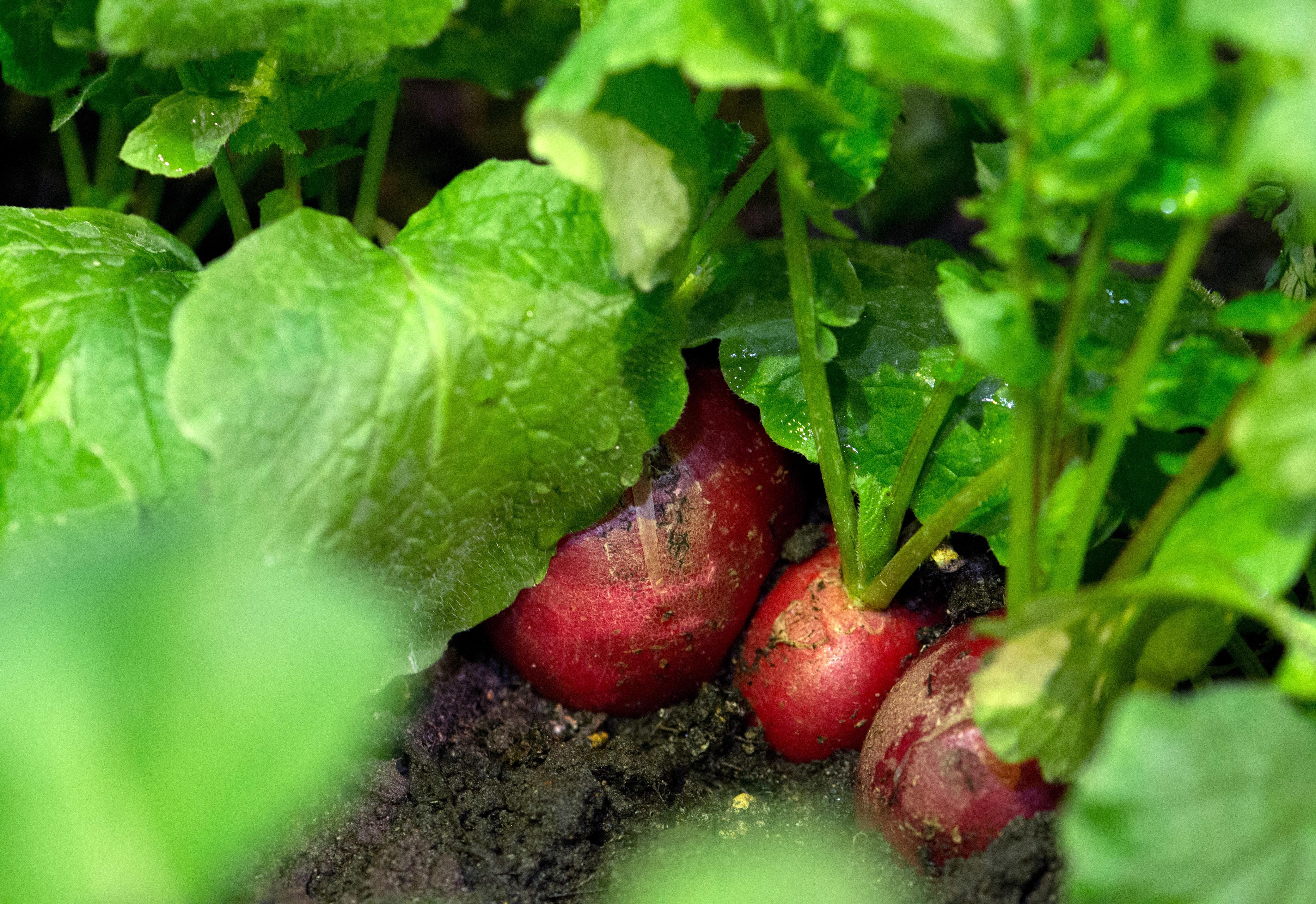 Last but not least: Schlaue Freizeitgärtner sehen ihren jungen Pflänzchen gern aufmerksam beim Wachsen zu und verschaffen ihnen beizeiten den nötigen Platz im Beet. Das heißt, sie dünnen die Reihen von Radieschen, Karotten oder Rettich rechtzeitig aus. Sie zupfen die Sämlinge, die zu eng stehen, heraus und entsorgen sie. Denn sonst kommt sich das Gemüse gegenseitig in die Quere. Zwischen den Reihen ist es übrigens ratsam, zu mulchen. Also frisches Gras oder andere organische Materialien aus dem Garten dazwischen zu streuen. Erstens trocknet das Beet durch die Mulchdecke nicht so schnell aus, zweitens ist der Mulch der perfekte Bio-Dünger.