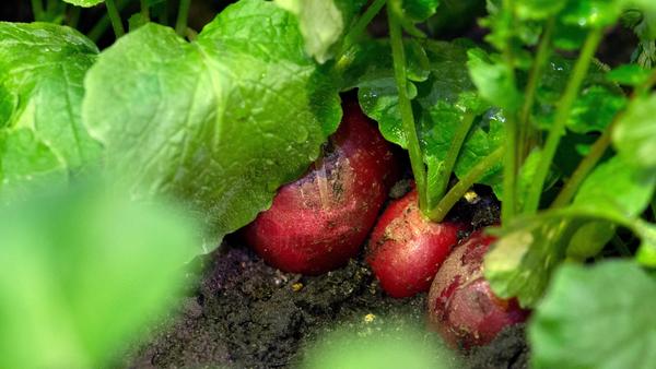 Last but not least: Schlaue Freizeitgärtner sehen ihren jungen Pflänzchen gern aufmerksam beim Wachsen zu und verschaffen ihnen beizeiten den nötigen Platz im Beet. Das heißt, sie dünnen die Reihen von Radieschen, Karotten oder Rettich rechtzeitig aus. Sie zupfen die Sämlinge, die zu eng stehen, heraus und entsorgen sie. Denn sonst kommt sich das Gemüse gegenseitig in die Quere. Zwischen den Reihen ist es übrigens ratsam, zu mulchen. Also frisches Gras oder andere organische Materialien aus dem Garten dazwischen zu streuen. Erstens trocknet das Beet durch die Mulchdecke nicht so schnell aus, zweitens ist der Mulch der perfekte Bio-Dünger.