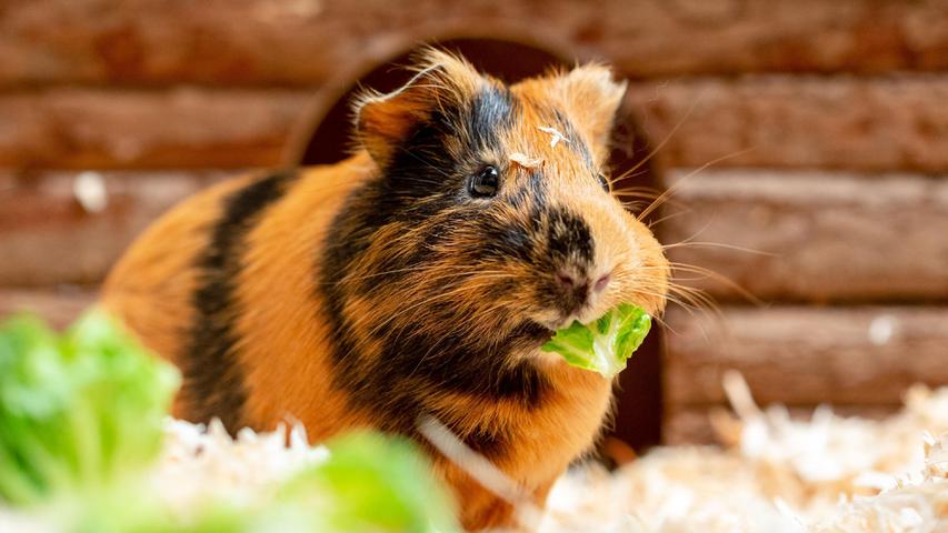 Im Kleintierhaus sind derzeit verschiedene Meerschweinchen – unterschiedlichen Alters und Geschlechts. Die Nagetiere sind zwar klein, dabei jedoch keineswegs anspruchslos. Es gilt die einfache Faustregel, dass jedes Meerschweinchen einen Platz von mindestens einem Quadratmeter im Gehege haben sollte. Dieses sollte über mehrere Etagen verfügen, so wird der Raum noch vergrößert. Toll wäre ein angebauter Freilauf, den die Tiere immer dann nutzen können, wenn sie es möchten. Unabhängig davon sollten sich die Tiere mindestens vier Stunden am Tag frei bewegen können. Wichtig: Meerschweinchen sollte man nie alleine halten, es handelt sich um Gruppentiere. Also die Tiere bitte mindestens paarweise ein Heim geben. Und Meerschweinchen nicht zusammen mit Kaninchen halten, sondern jeweils nur mit Artgenossen.
Mehr Informationen gibt es beim Tierheim Nürnberg, Stadenstraße 90, 90491 Nürnberg, Telefon (0911) 919890.
Im Kleintierhaus sind derzeit verschiedene Meerschweinchen – unterschiedlichen Alters und Geschlechts. Die Nagetiere sind zwar klein, dabei jedoch keineswegs anspruchslos. Es gilt die einfache Faustregel, dass jedes Meerschweinchen einen Platz von mindestens einem Quadratmeter im Gehege haben sollte. Dieses sollte über mehrere Etagen verfügen, so wird der Raum noch vergrößert. Toll wäre ein angebauter Freilauf, den die Tiere immer dann nutzen können, wenn sie es möchten. Unabhängig davon sollten sich die Tiere mindestens vier Stunden am Tag frei bewegen können. Wichtig: Meerschweinchen sollte man nie alleine halten, es handelt sich um Gruppentiere. Also die Tiere bitte mindestens paarweise ein Heim geben. Und Meerschweinchen nicht zusammen mit Kaninchen halten, sondern jeweils nur mit Artgenossen.
Mehr Informationen gibt es beim Tierheim Nürnberg, Stadenstraße 90, 90491 Nürnberg, Telefon (0911) 919890.