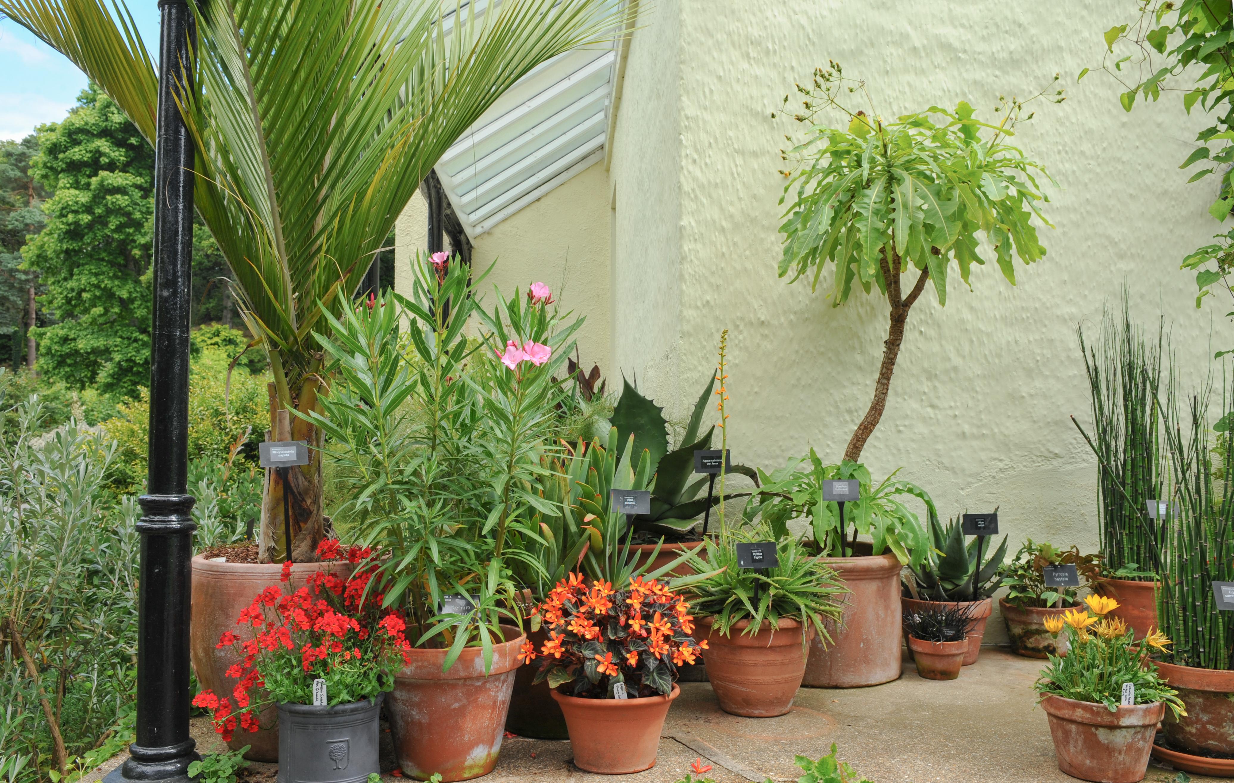 Empfindliche Balkon- und Kübelpflanzen dürfen ab Mitte Mai wieder an die frische Luft, ob Oleander, Rosmarin, Engelstrompete, Fuchsie oder Geranien. Alle Pflanzen, die im Haus überwintert haben, ziehen im Laufe des Monats um. Am Anfang sollte man die Töpfe am besten noch vor eine schützende Wand stellen. Wärmeliebende Pflanzen sollten außerdem, bevor sie an ihren endgültigen, sonnigen Platz kommen, zwei bis drei Wochen im Halbschatten verbringen. Ratsam ist zudem, alte Kübelpflanze alle zwei Jahre in frische Erde zu setzen. Wenige Wochen danach benötigen sie auch Dünger. In der letzten Maiwoche dürfen übrigens genauso Zimmerpflanzen für ein paar Monate auf die Terrasse oder den Balkon.