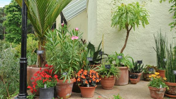 Empfindliche Balkon- und Kübelpflanzen dürfen ab Mitte Mai wieder an die frische Luft, ob Oleander, Rosmarin, Engelstrompete, Fuchsie oder Geranien. Alle Pflanzen, die im Haus überwintert haben, ziehen im Laufe des Monats um. Am Anfang sollte man die Töpfe am besten noch vor eine schützende Wand stellen. Wärmeliebende Pflanzen sollten außerdem, bevor sie an ihren endgültigen, sonnigen Platz kommen, zwei bis drei Wochen im Halbschatten verbringen. Ratsam ist zudem, alte Kübelpflanze alle zwei Jahre in frische Erde zu setzen. Wenige Wochen danach benötigen sie auch Dünger. In der letzten Maiwoche dürfen übrigens genauso Zimmerpflanzen für ein paar Monate auf die Terrasse oder den Balkon.