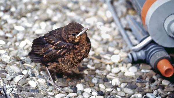 Laban spielte mit uns im Garten und blieb brav in der Nähe.