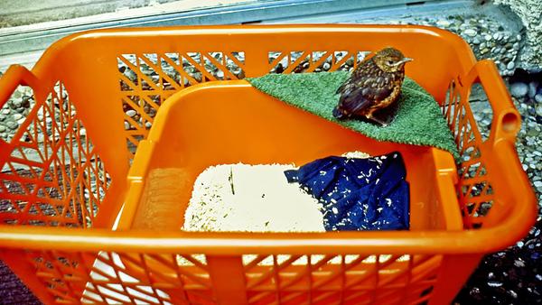 Aus einem Wäschekorb, einer Schüssel und Handtüchern wurde ein "Ersatznest".