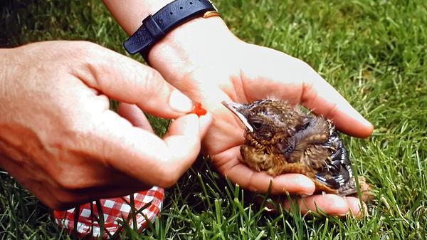 Laban hatte unstillbaren Appetit und wurde immer größer. In einem Geschäft für Anglerbedarf wurden regelmäßig Regen- und Mehlwürmer gekauft.