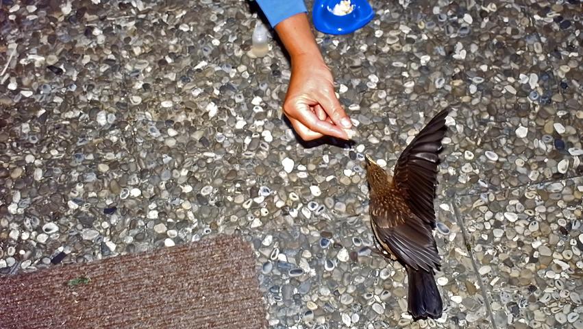 Immer wenn der Vogel mit dem rechten Flügel flatterte und laut piepste, wussten wir, dass er wieder Hunger hatte.
