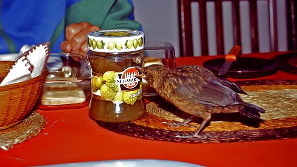 Laban frühstückte auch regelmäßig mit uns. Sie musste allerdings auf einer Papierunterlagen sitzen, was sie (meistens) auch brav tat...