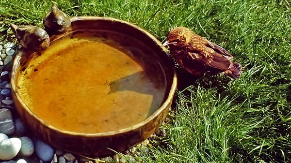 Nach dem Frühstück und Ausruhen war Spielen im Garten angesagt. Laban musste sich an die Natur gewöhnen, da sie später freigelassen werden sollte.