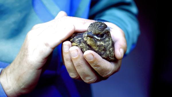 Das kleine Vogelkind liebt Streicheleinheiten.