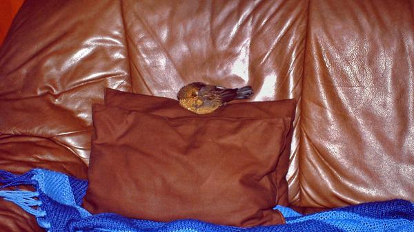 So viel Aktivität macht natürlich müde.