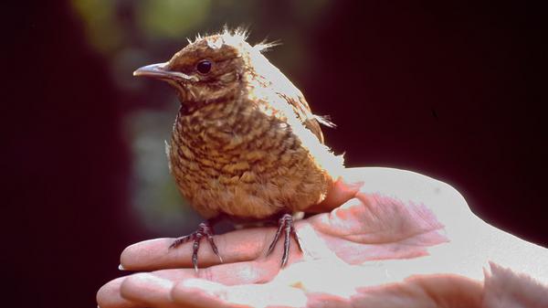 Oma versucht, mit Laban das Fliegen zu üben.