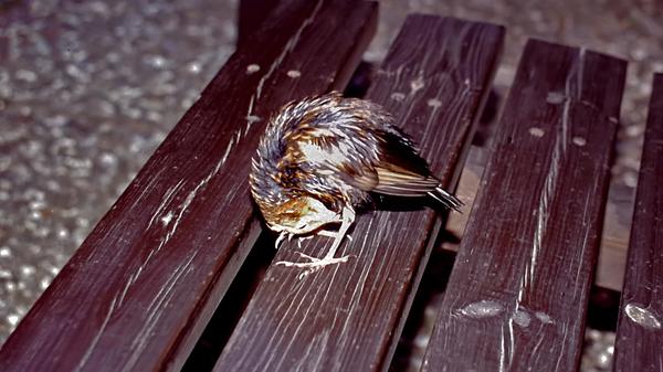 Nach den anstrengenden Flugübungen wird gebadet und sich dann geputzt.