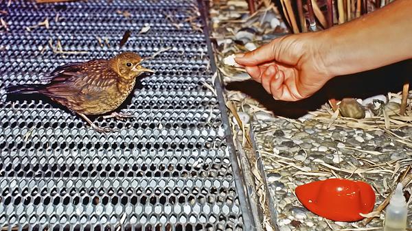 Laban wurde immer erwachsener, das Schwänzchen und die Flügel wuchsen. Sie konnte schon fliegen, aber sie blieb uns noch treu.