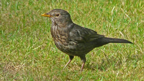 Laban hat sich zu einem jungen Amselmädchen entwickelt. Sie verschwand auch mal längere Zeit, kehrte aber immer wieder zurück. Und frühstücken wollte sie auch mit uns. Sie war ein verwöhntes (Vogel-)Kind.