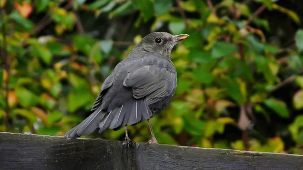 Wir hoffen, dass sie sich in der Freiheit wohlfühlen wird, waren aber etwas besorgt und traurig.