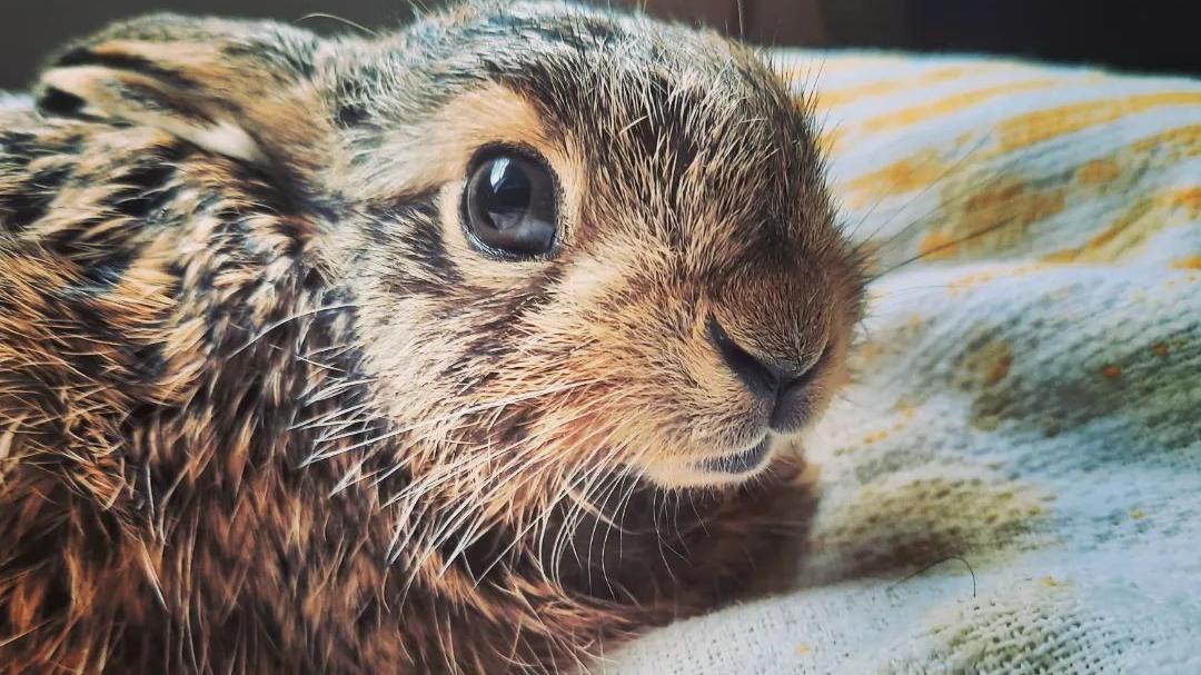 Dieser kleine Feldhase wird jetzt von der Wildtierrettung Mittelfranken aufgepäppelt. Menschen hatten ihn am Straßenrand aufgesammelt. Dieser kleine Feldhase wird jetzt von der Wildtierrettung Mittelfranken aufgepäppelt. Menschen hatten ihn am Straßenrand aufgesammelt.